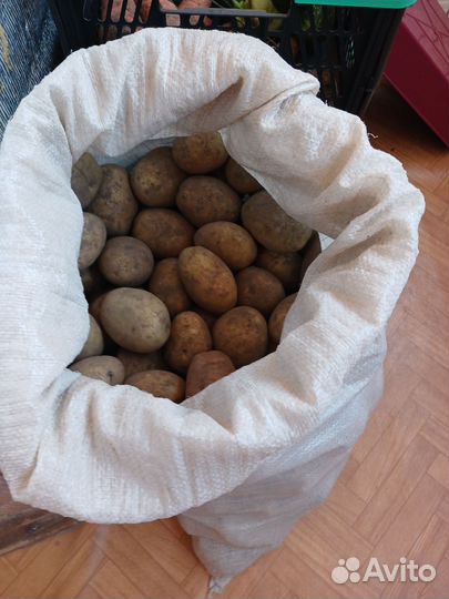 Продам картофель