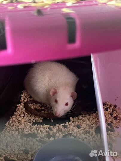 Передержка мелких грызунов