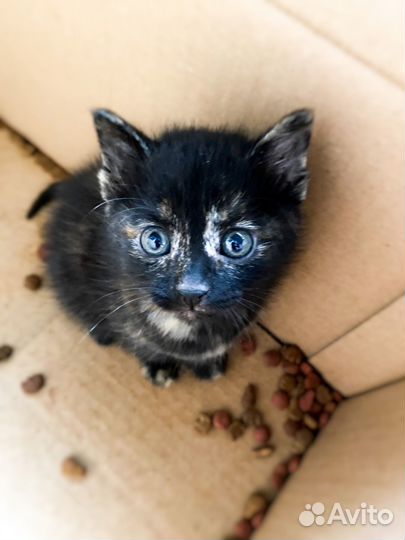 Кошка в дар бесплатно