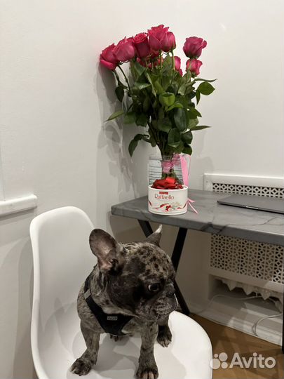 Французский бульдог мерле кабель вязка