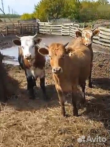 Быки,телки,бычки