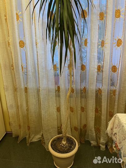 Драцена 315 см