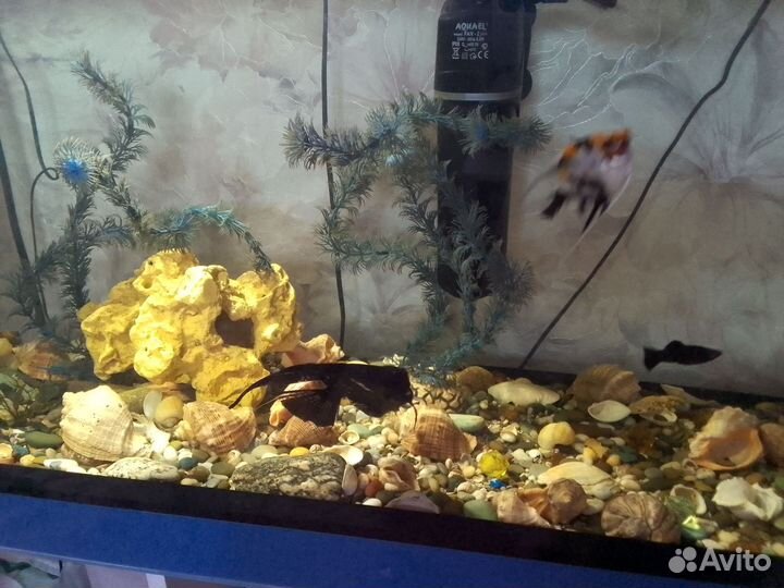 Аквариум