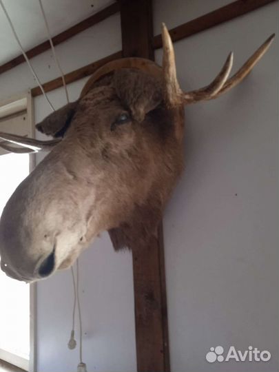 Голова лося чучело