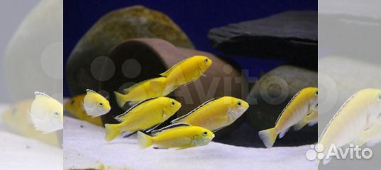 Лабидохромис Еллоу