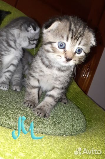Шотландские котята