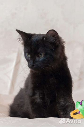 Котик в дар, котёнок