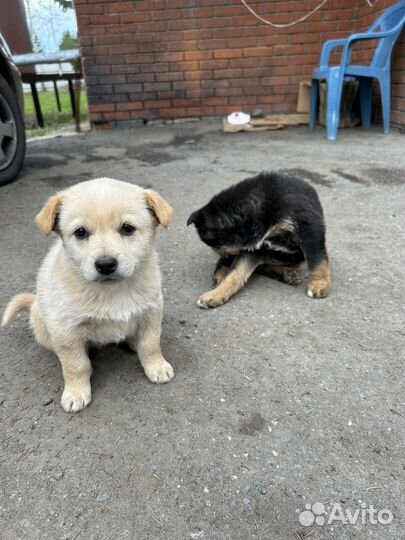 Щенок в добрые руки