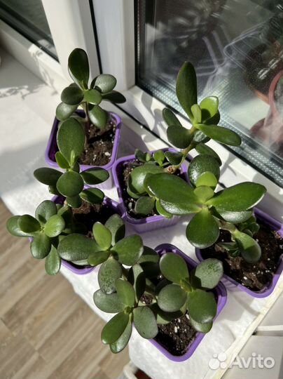 Денежное дерево (крассула)