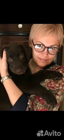 Зооняня для кошек и собак мелких пород