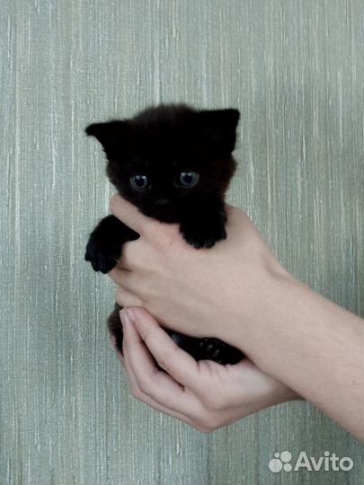 Котята отдам в добрые руки бесплатно