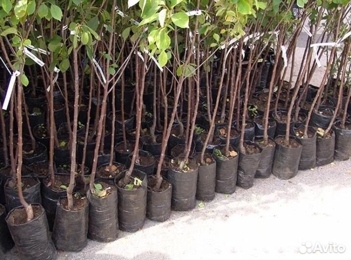 Саженцы яблони