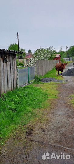 Айширская корова