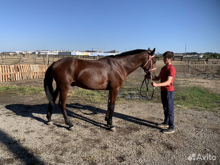 Жеребец рысак 2,5