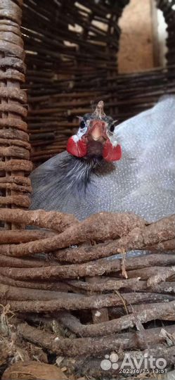 Инкубационное яйцо цесарки