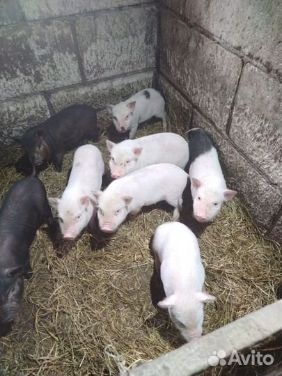 Вьетнамские вислобрюхие поросята