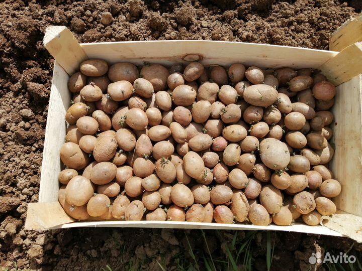 Продам картофель на посадку