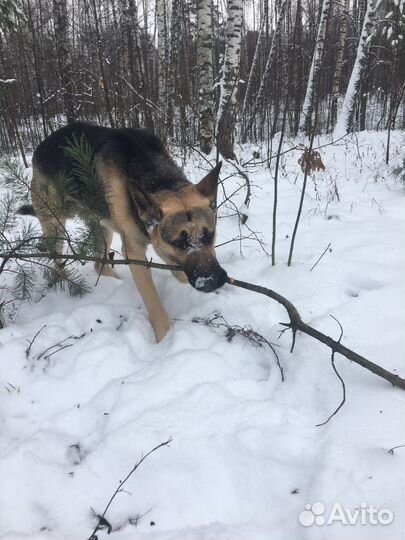 Вязка вео кобель