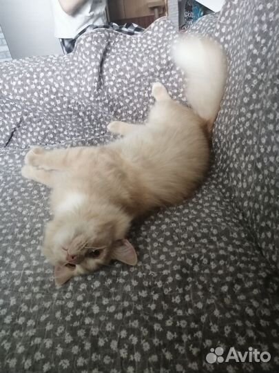 Котик в добрые руки