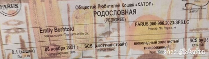 Кошка шотландская в разведение