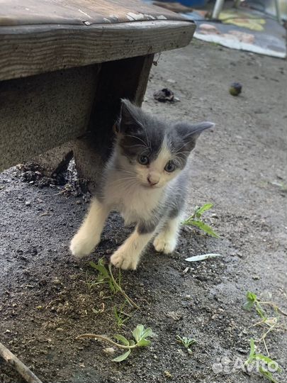 Котят в добрые руки