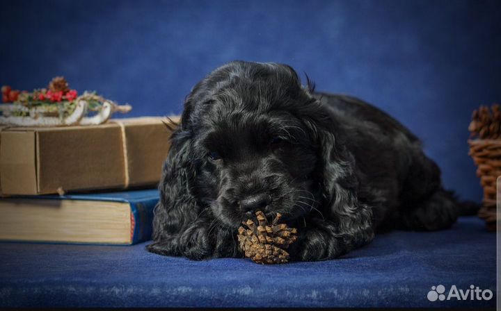 Щенки кокер спаниеля