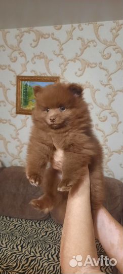 Шпиц немецкий средний