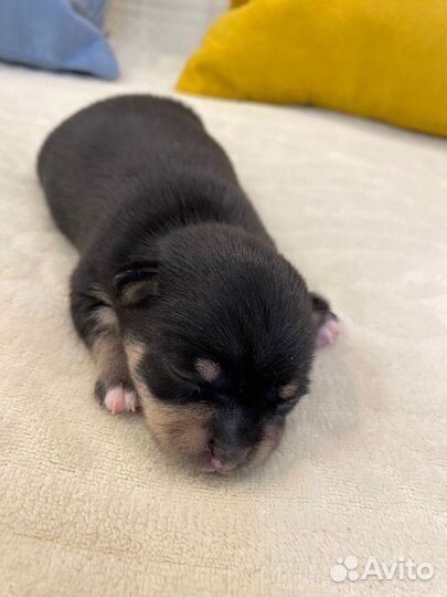 Щенок чихуахуа