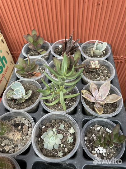 Суккуленты