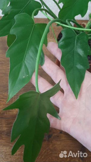 Филодендроны (Ксанаду, Джангл Буги)