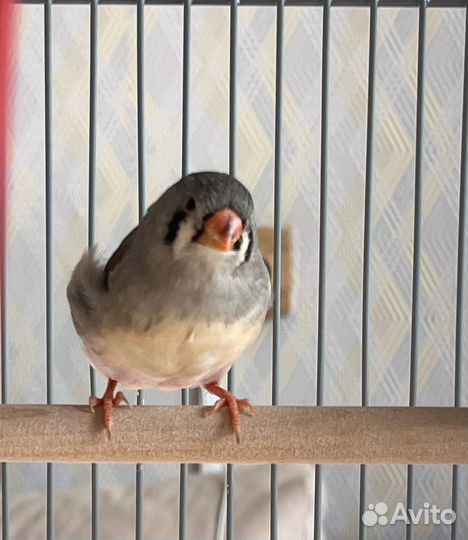 Зебровая амадина самка