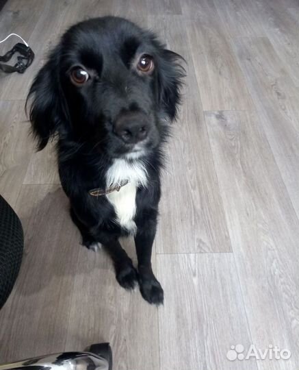 Отдам собаку(возможно спаниель)