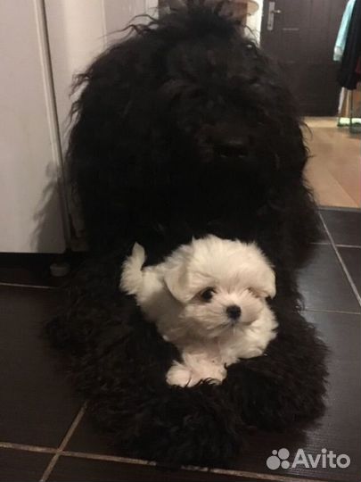 Щенки мальтезе мини