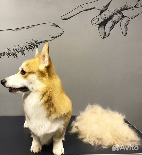 Экспресс линька собак