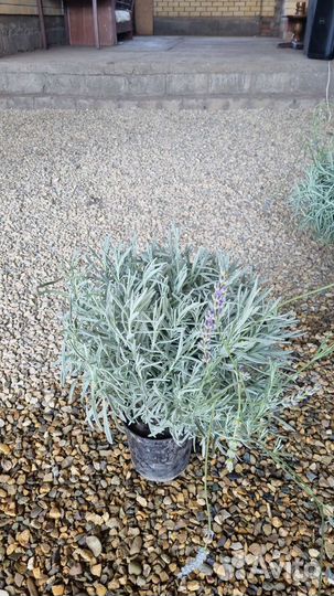 Декоративные растения