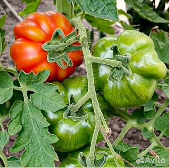 Рассада помидор, сладкого перца, капусты