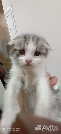 Котенок