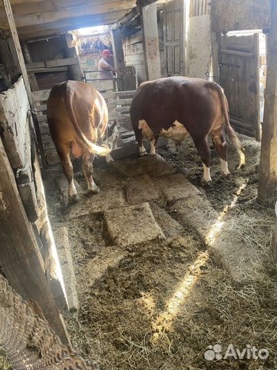Быки на мясо живым весом