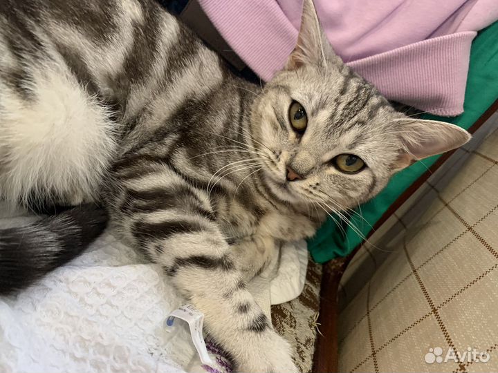 Кошка в добрые руки