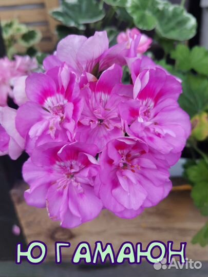 Пеларгония сортовая черенки