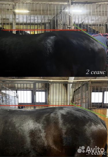 Конный массажист Москва и мо