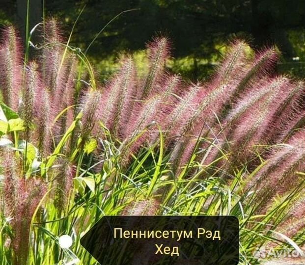 Декоративные злаки, люпин семена