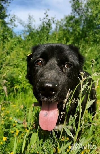 Пёс Люцик в отлове