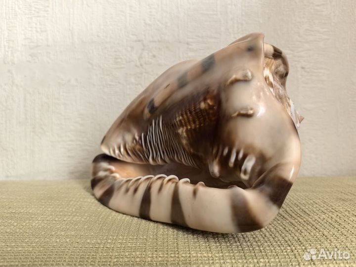 Ракушка, Карибское море