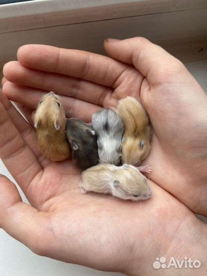 Джунгарские хомяки