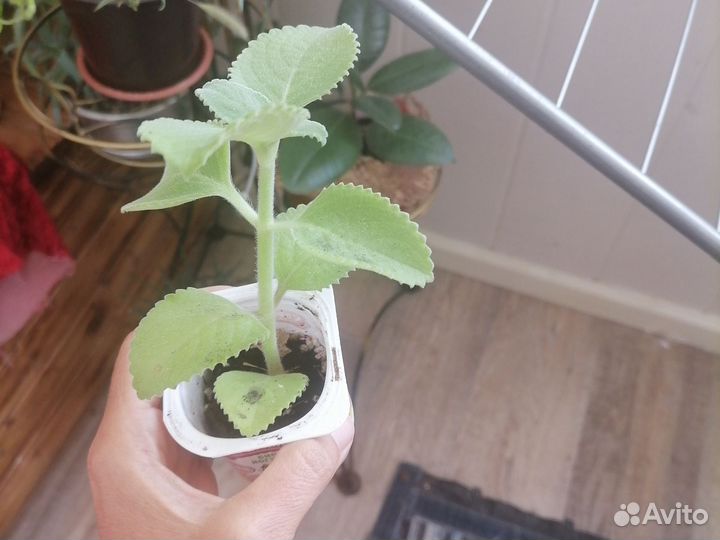 Мята домашняя