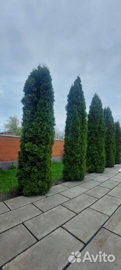 Туи 3-6м. с доставкой