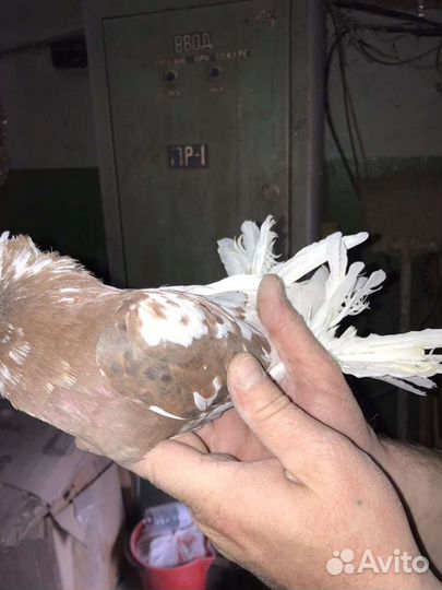 Узбеки, капканы, жуки