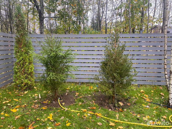 Сосна, ель, липа, береза, клен, кедр