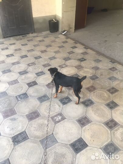 Вязка ягдтерьера кабель